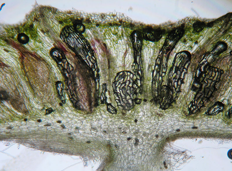 Marchantia polymopha
